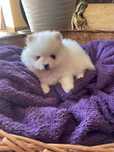 Szpic miniaturowy Pomeranian gotowy do odbioru
