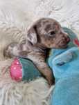 **TEDDY**Jamnik miniaturowy piesek lilac merle zarezerwowany