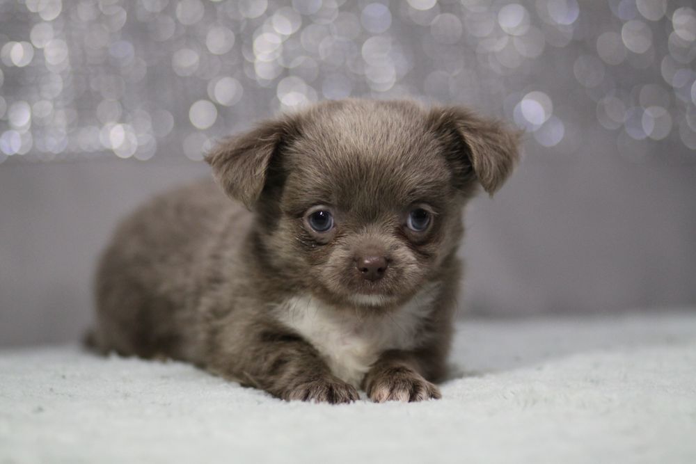 ***Chihuahua długowłosa **