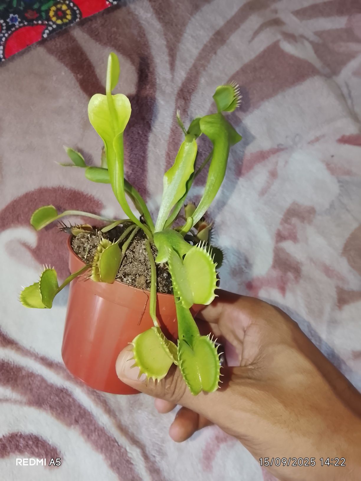 Plantas carnívoras