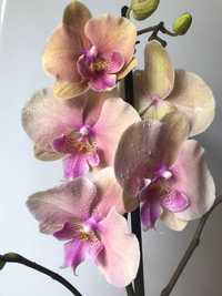 Орхидея орхидеи Фаленопсис Phalaenopsis бабочка орхідеї орхідея метели