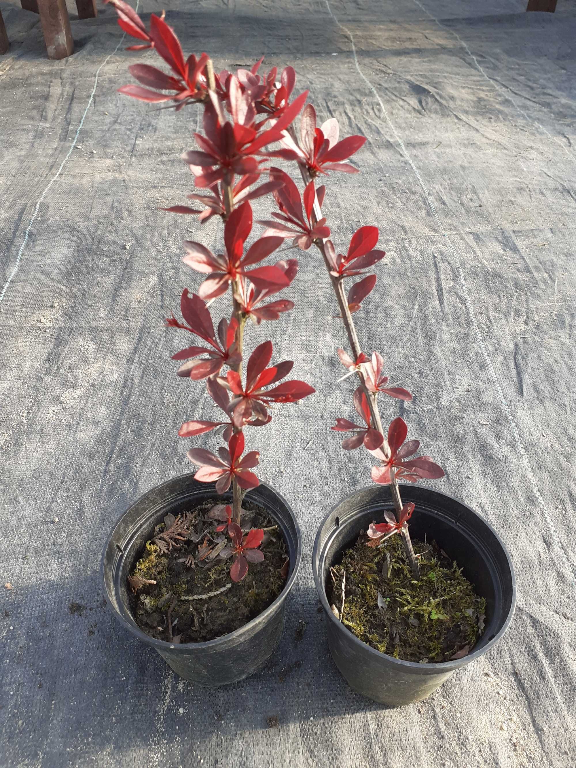Berberys Thunberga mix, wysyłam