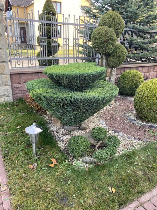 Кипарисовик топіар