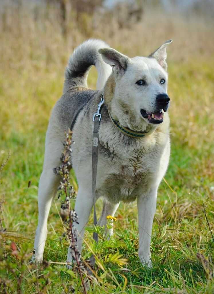 Kochana Molly szuka domku