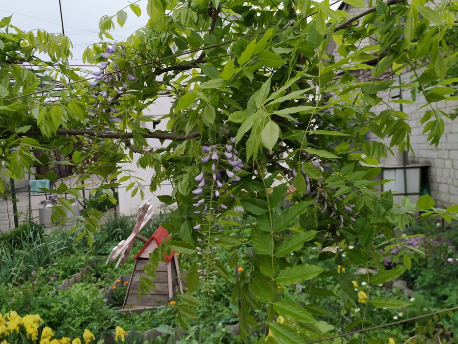 глицинья саженцы большие.