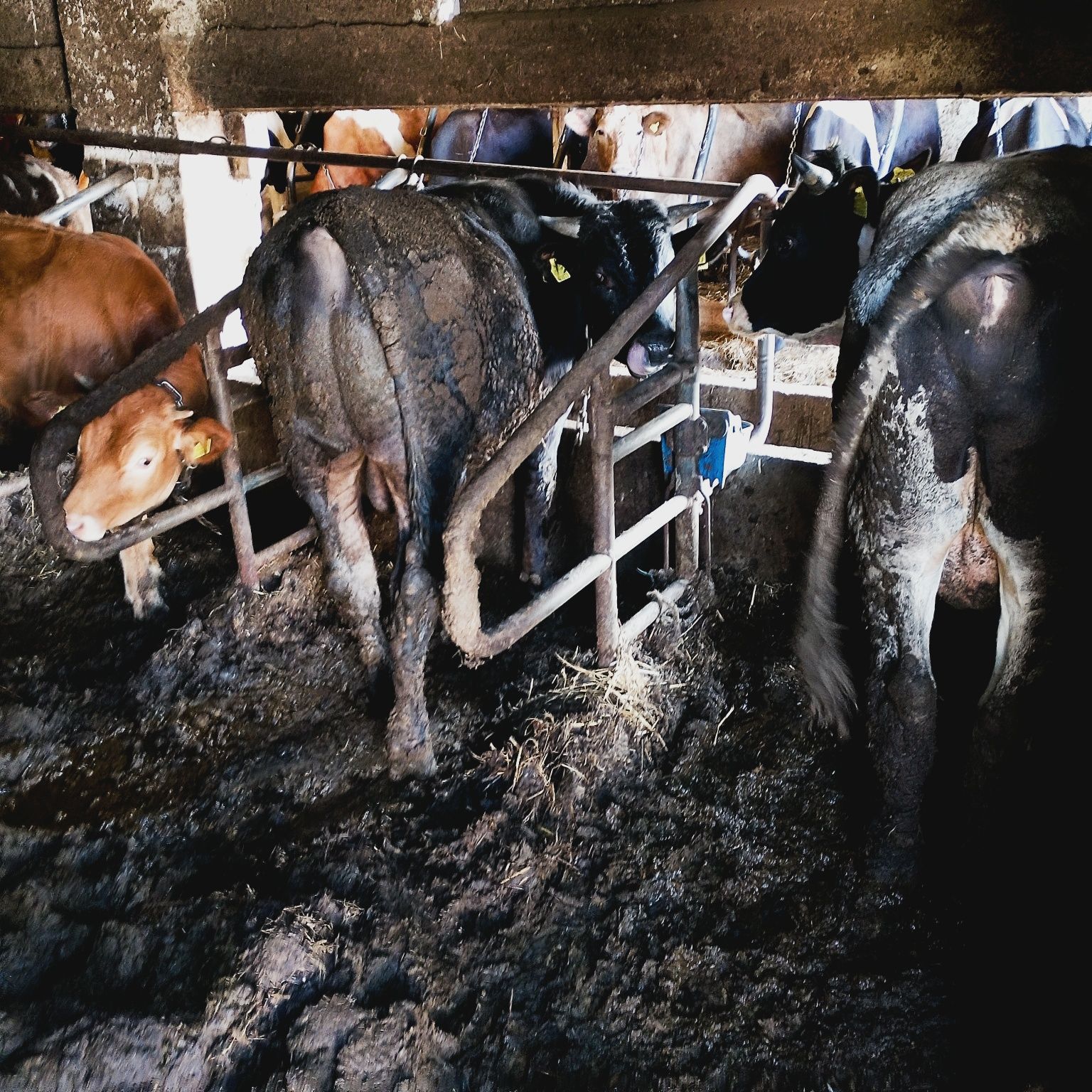 Byczek limuze i jalóweczka do chowu grubej budowy