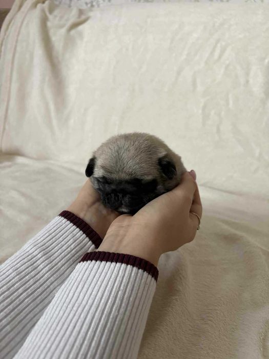 Przepiękny Piesek Mops