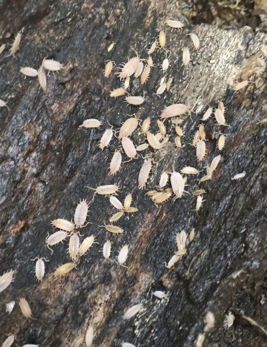 Isopody Ekipa Sprzątająca, proste w hodowli, 3 odmiany do wyboru