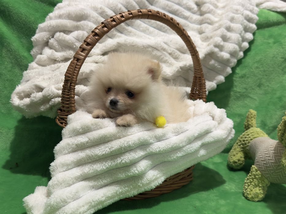 Szpic Miniaturowy - chłopczyk