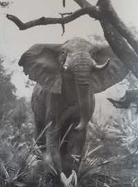 Fotografias fauna do parque da Gorongosa Moçambique 1965 Raro