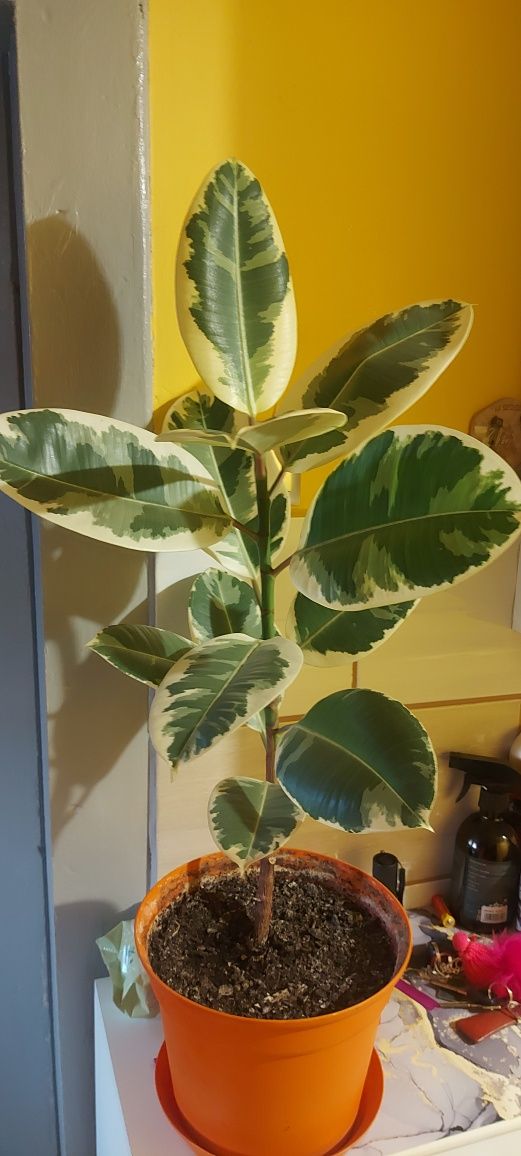 Ficus z własnej hodowli