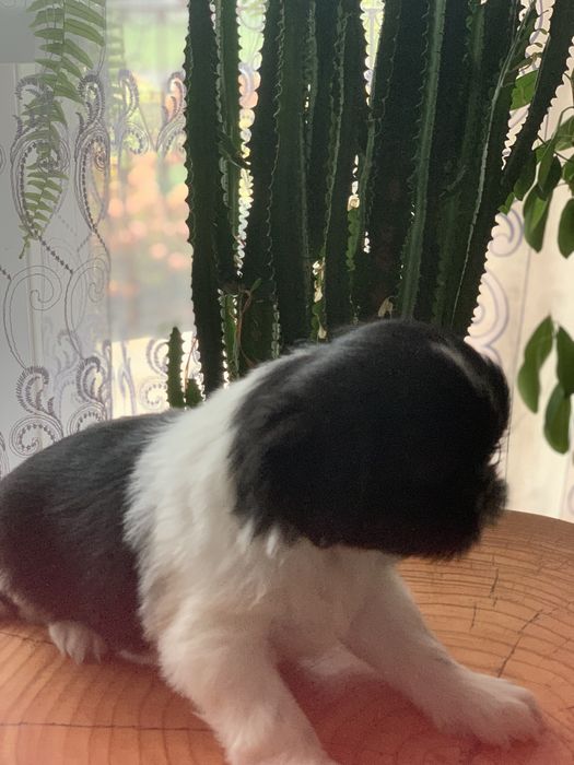 Pieski Shih Tzu o barwie Bicolor