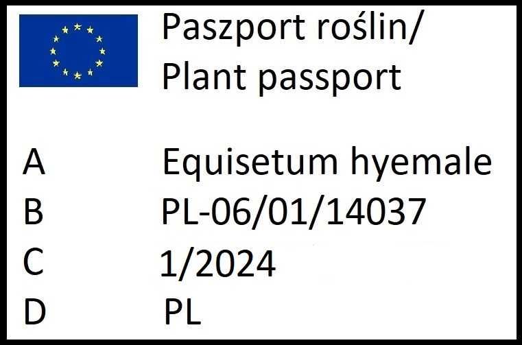 Skrzyp zimowy bambusowy zimozielony HIT sezonu 100 sadzonek !!!
