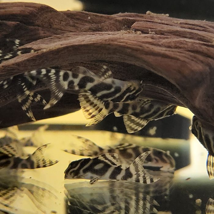 Zbrojnik Hypancistrus L333