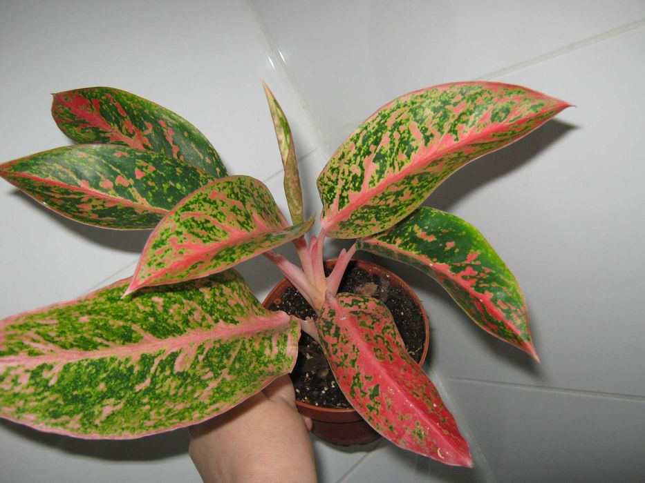 аглаонема калатея филодендрон алоказия разные сорта детки от 100грн