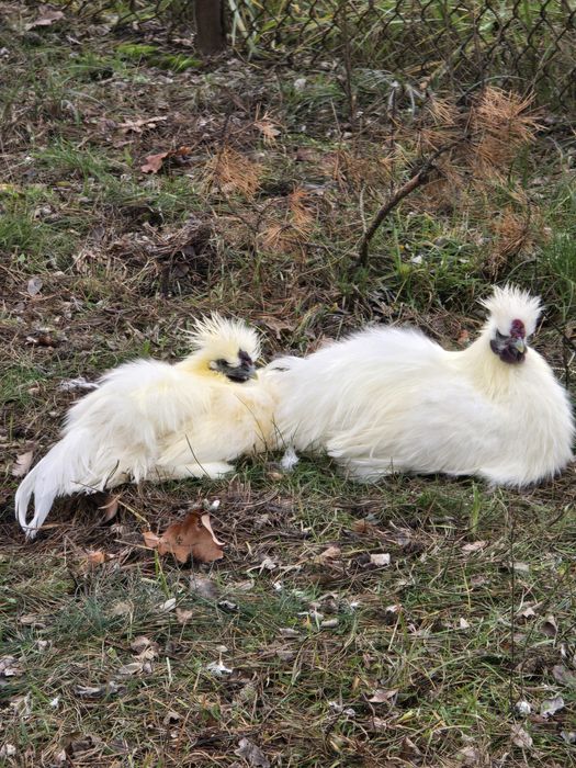 Kurki "Silki" Białe