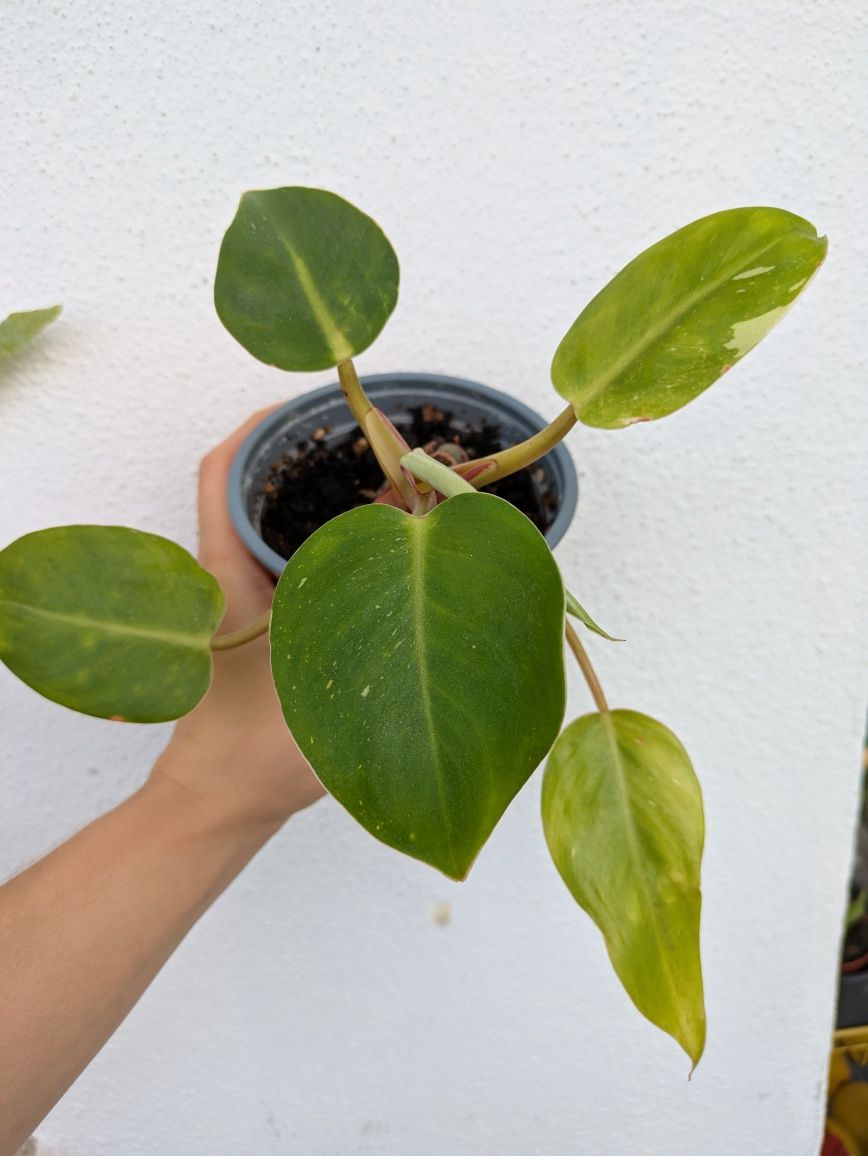 Planta Philodendron White Princess
