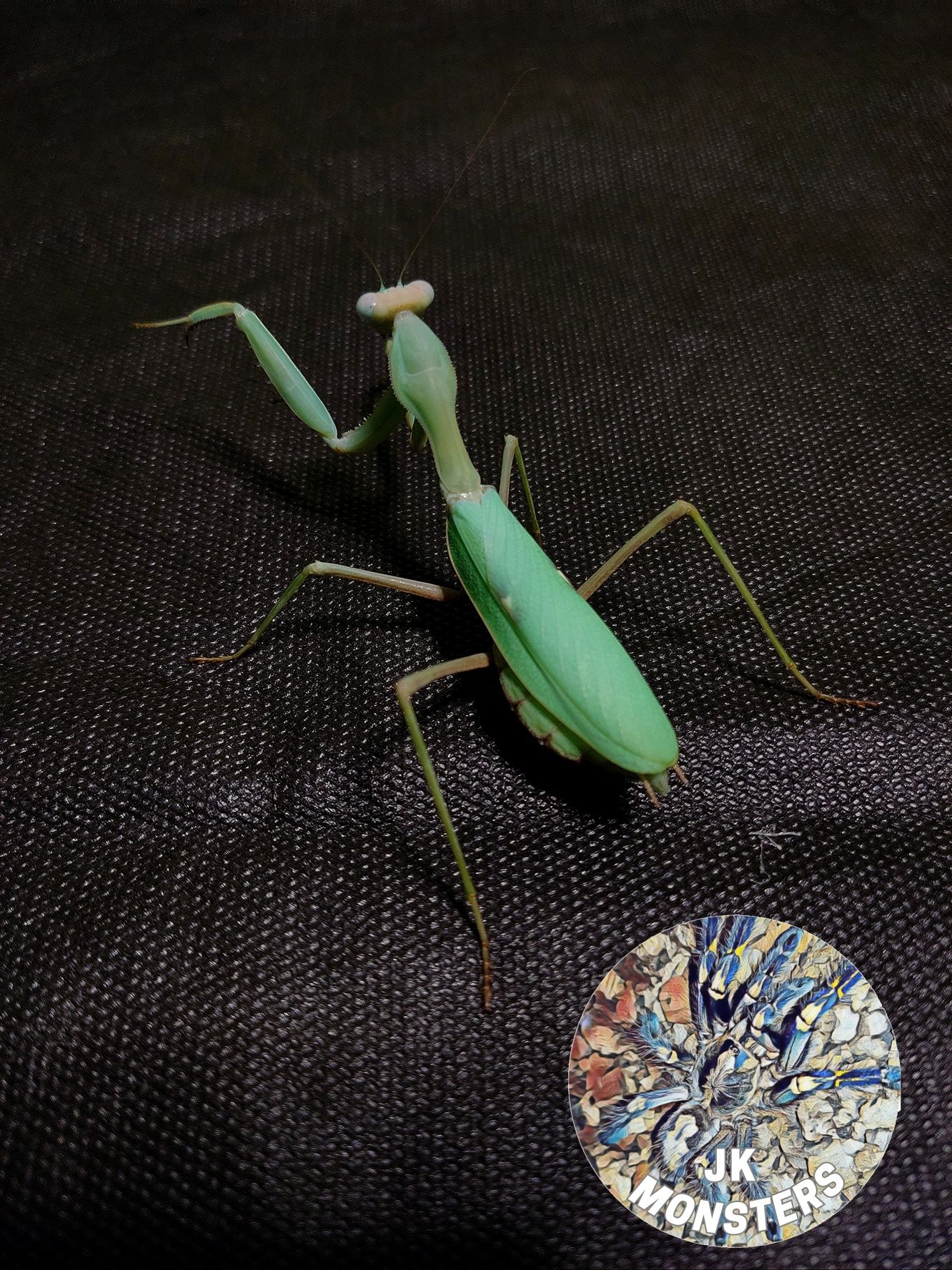 Modliszka Sphodromantis. sp.Izrael +gratisy