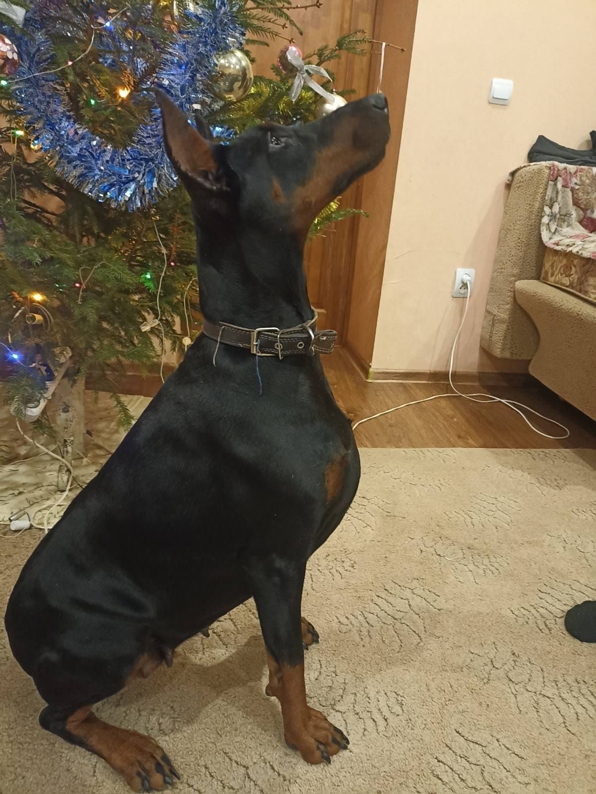 Szczeniak dziewczynka Doberman