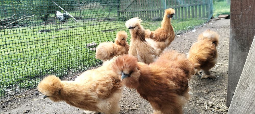 Silki kurki i koguty