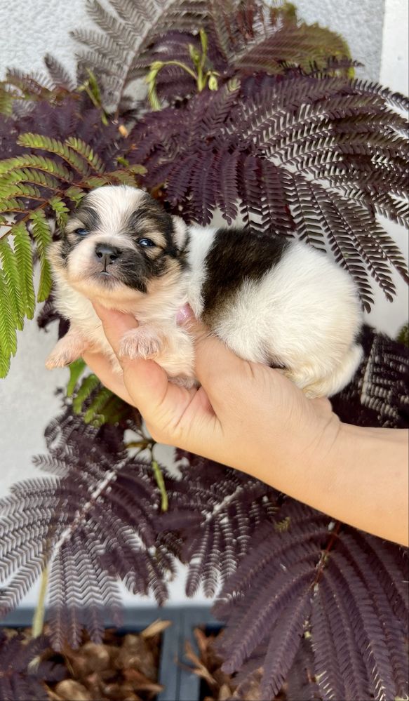 Szpic miniaturowy,pomeranian-chłopczyk