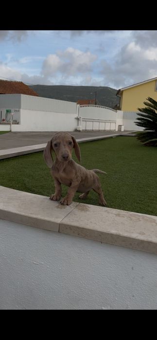 Teckel miniatura fêmea arlequim isabella