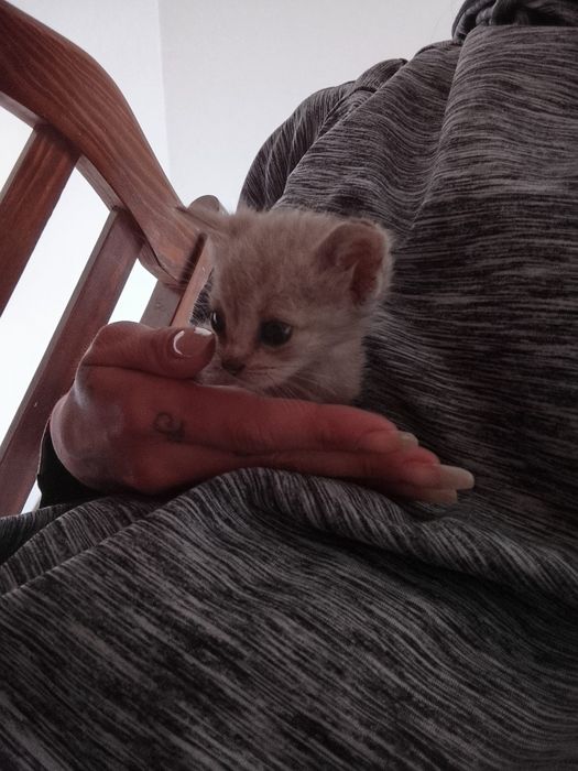 Gatinha para adoção