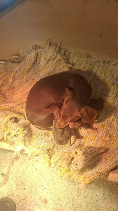 Teckel femea choco tan