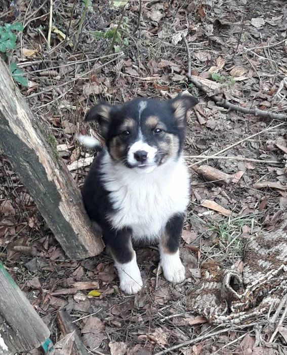 Цуценята в добрі руки