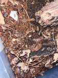 Izopody Armadillidium werneri stawonogi