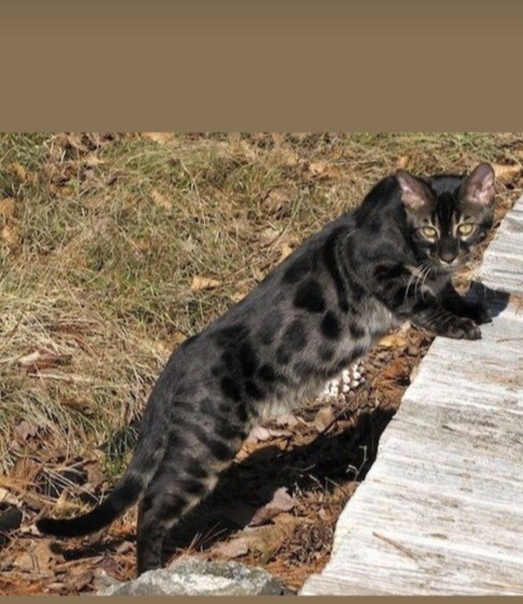 Bengal charcoal unico