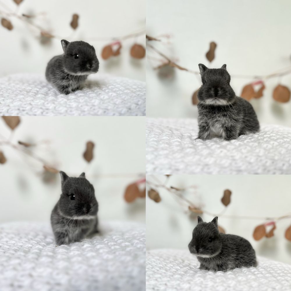 Karzełki Teddy, Mini Lopki Hodowla zarejestrowana