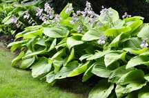 PROMOCJA Funkia, hosta, Funkia