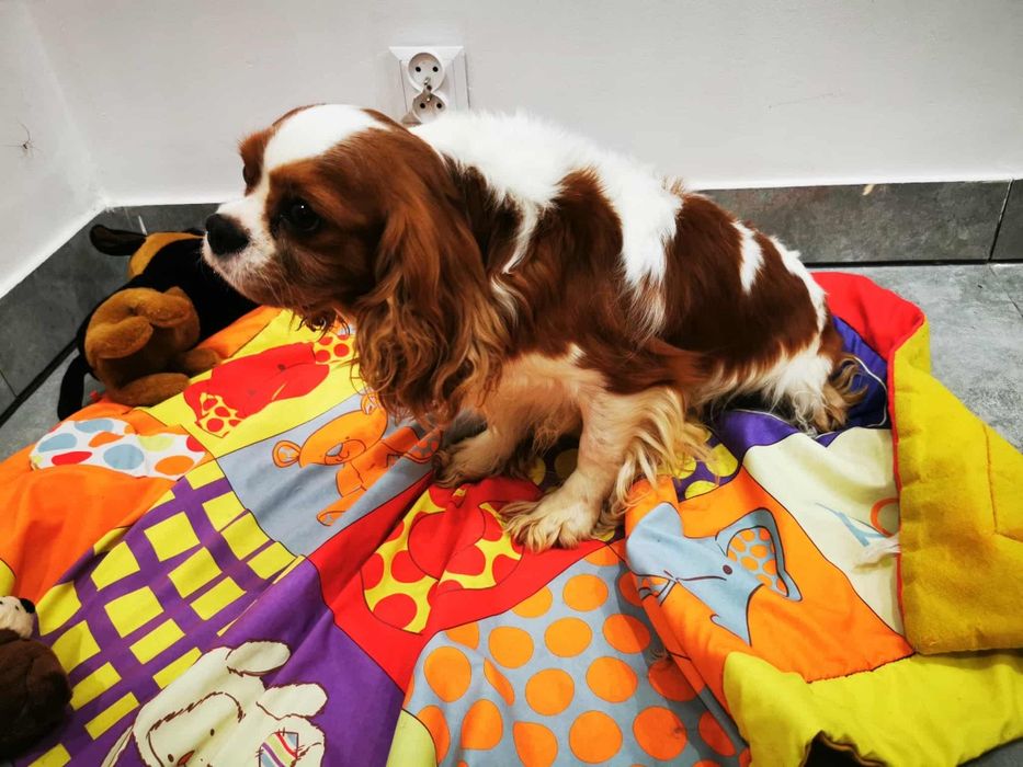 Cavalier king Charles spaniel  samiec bad genetyczne