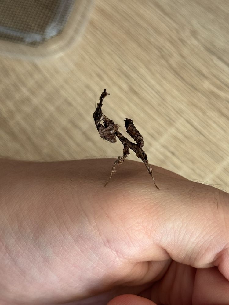Phyllocrania Paradoxa samce L6
