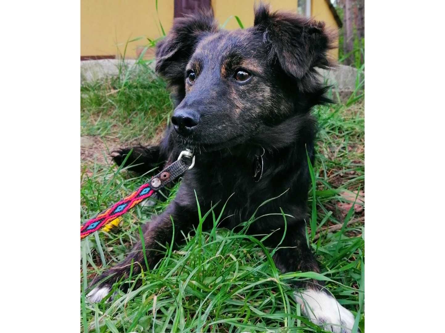 8mies.nieduży (8kg), GRZECZNY, uległy Oreo-możliwy dowóz