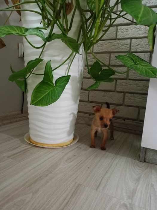 Ratlerek miniaturka piesek