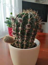 Kaktusy duże okazy