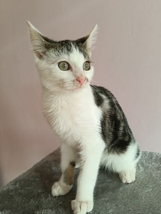 Małe koty do adopcji