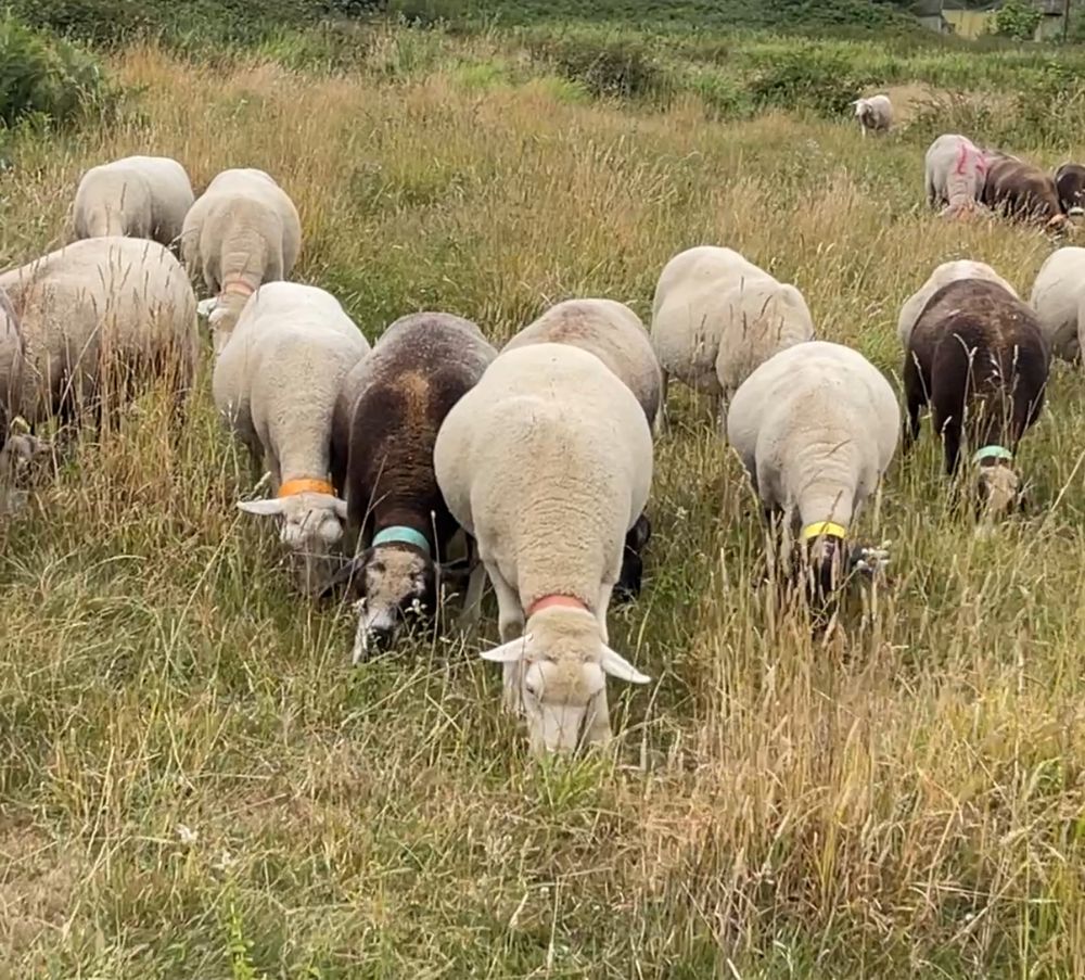Rebanho de ovelhas prenhas de várias raças e carneiros reprodutores