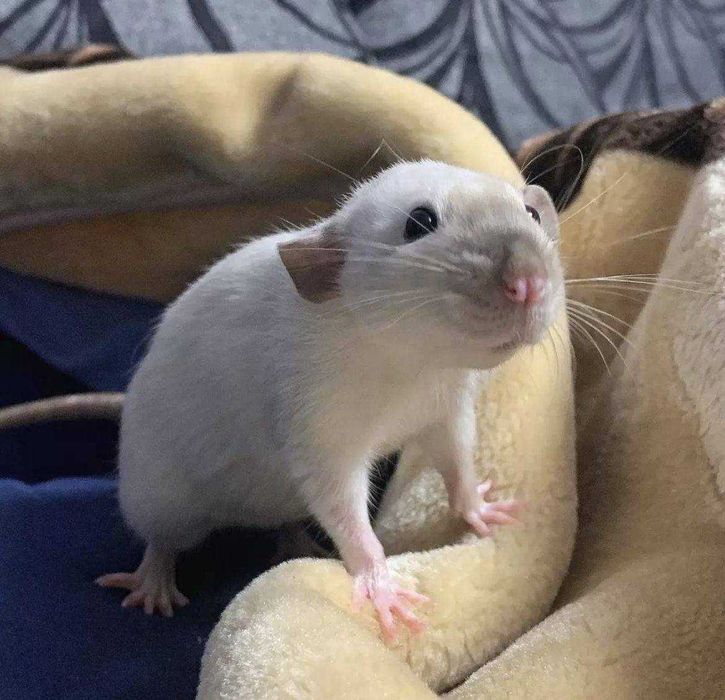 Крыски. мышки для дома, декоративные крыски очень ручные