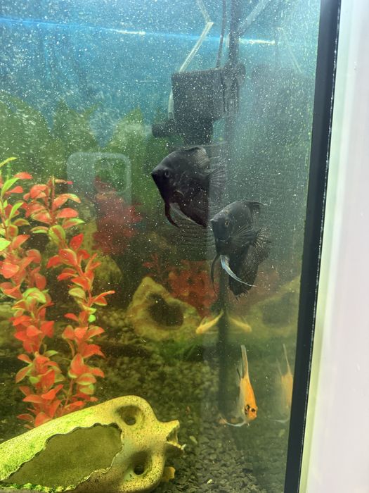 Аквариум 90 л  полностью укомплектован