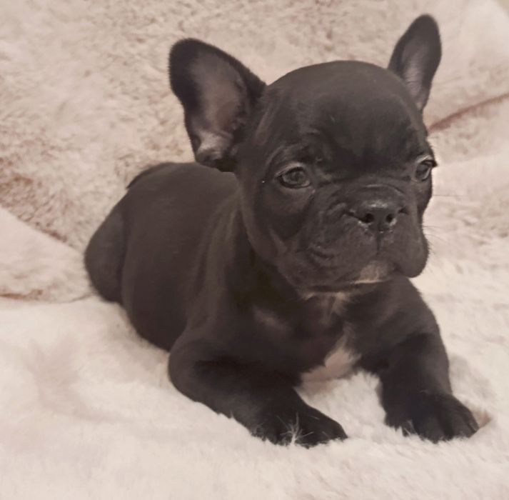 Чарівні французики