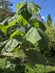 Drzewa tlenowe paulownia