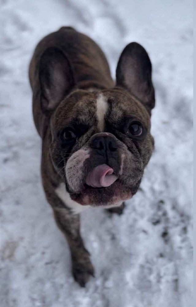 Oddam buldoga francuskiego w dobre ręce