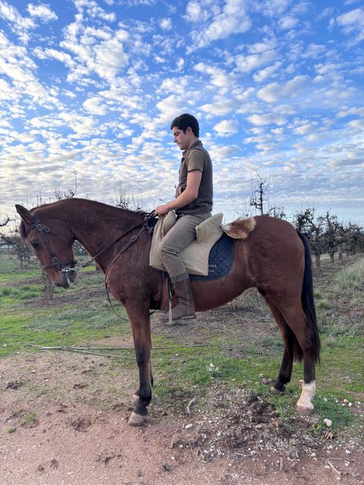 Égua montada super docil