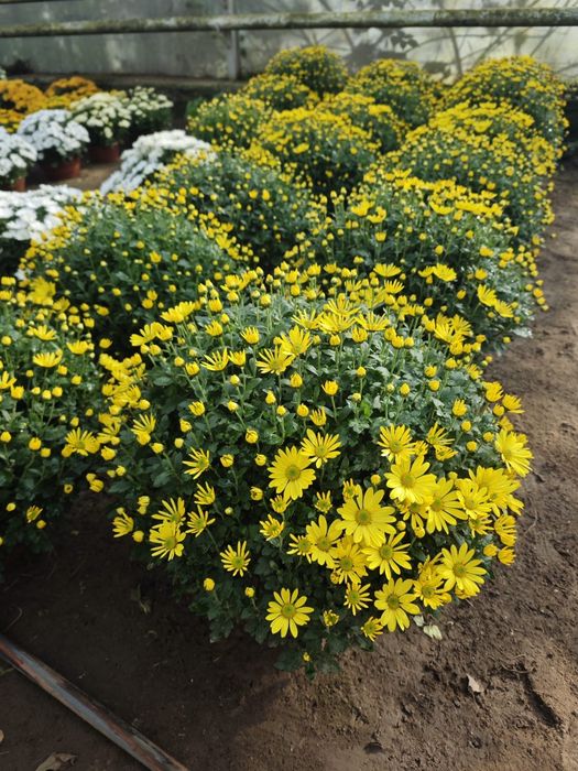 Chryzantemy drobnokwiatowe chryzantema kwiaty doniczkowe