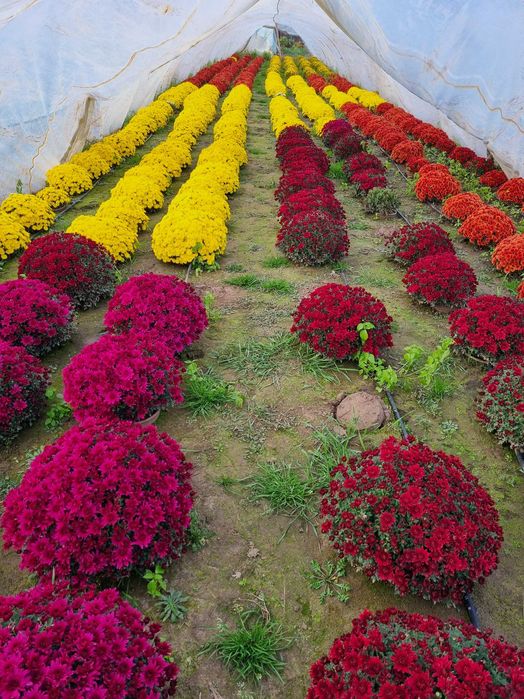 Chryzantemy doniczkowe drobnokwiatowe Producent transport