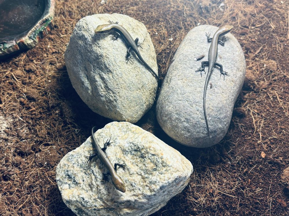 Scynk wielopręgi-eutropis multifasciata