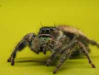 Samiczka skakun Phidippus audax bryantae oregon. Zdjęcia 22.06.2025